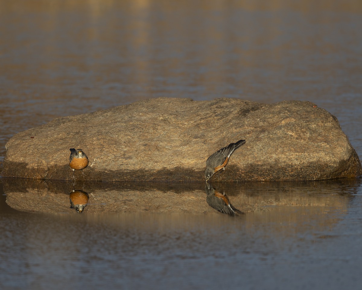 Странствующий дрозд - ML644829858