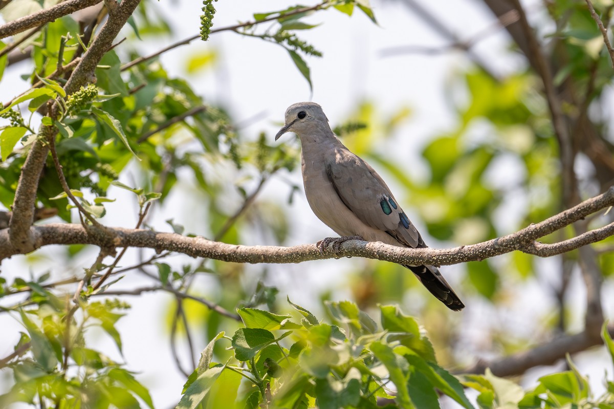 Tourtelette émeraudine - ML644829859