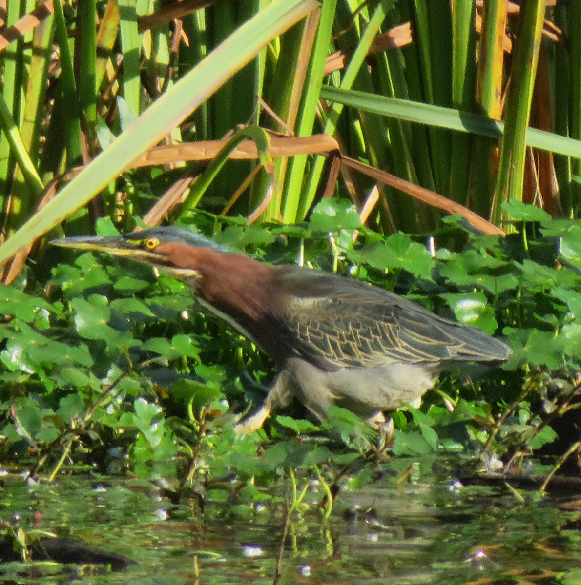 Green Heron - ML644829862