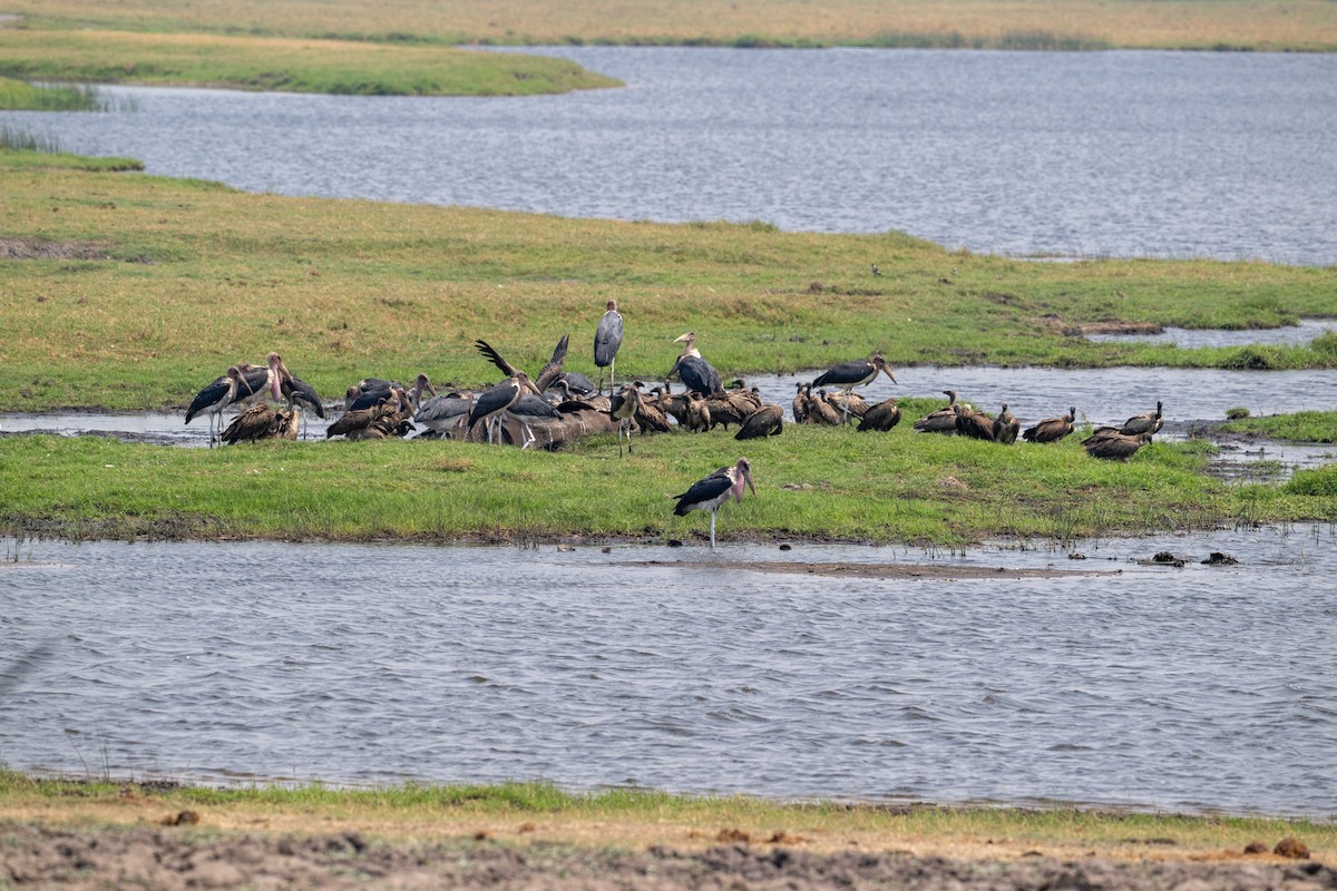 Ak Sırtlı Akbaba - ML644829865