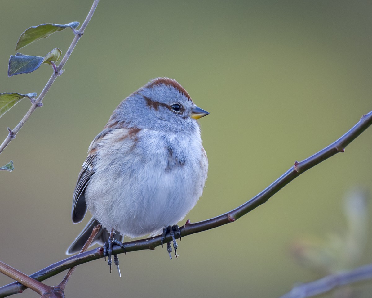 American Tree Sparrow - ML644829866
