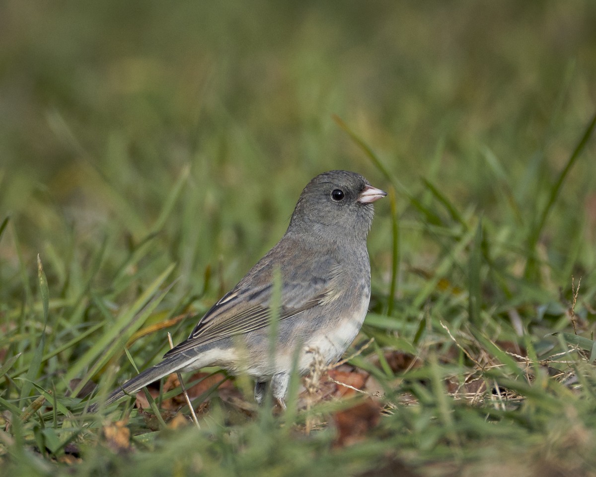 Dark-eyed Junco - ML644829870