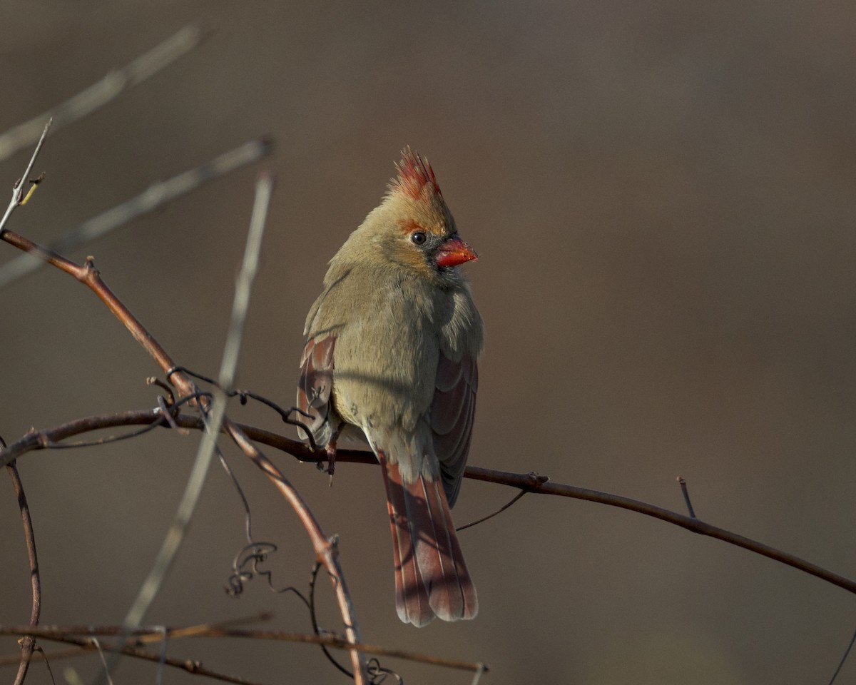 Northern Cardinal - ML644829874