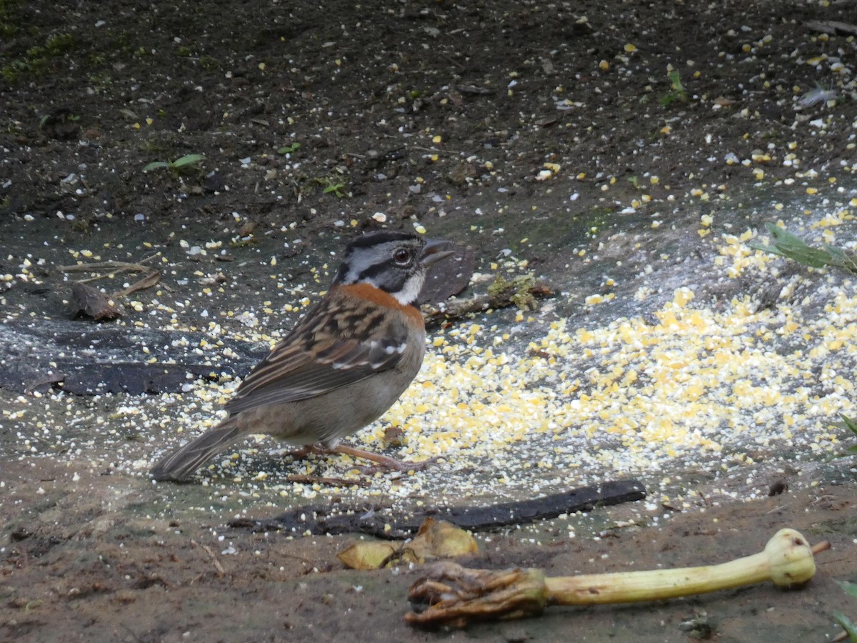 Morgenammer - ML644829875