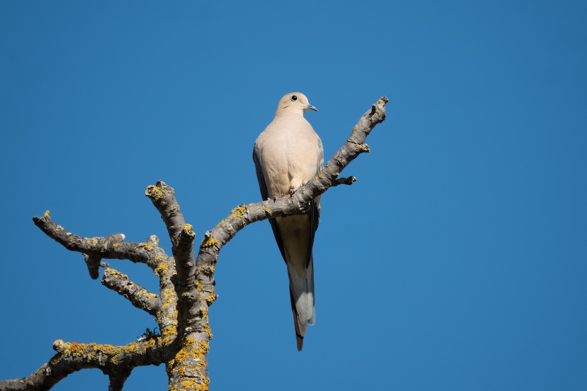 ナゲキバト - ML644829877