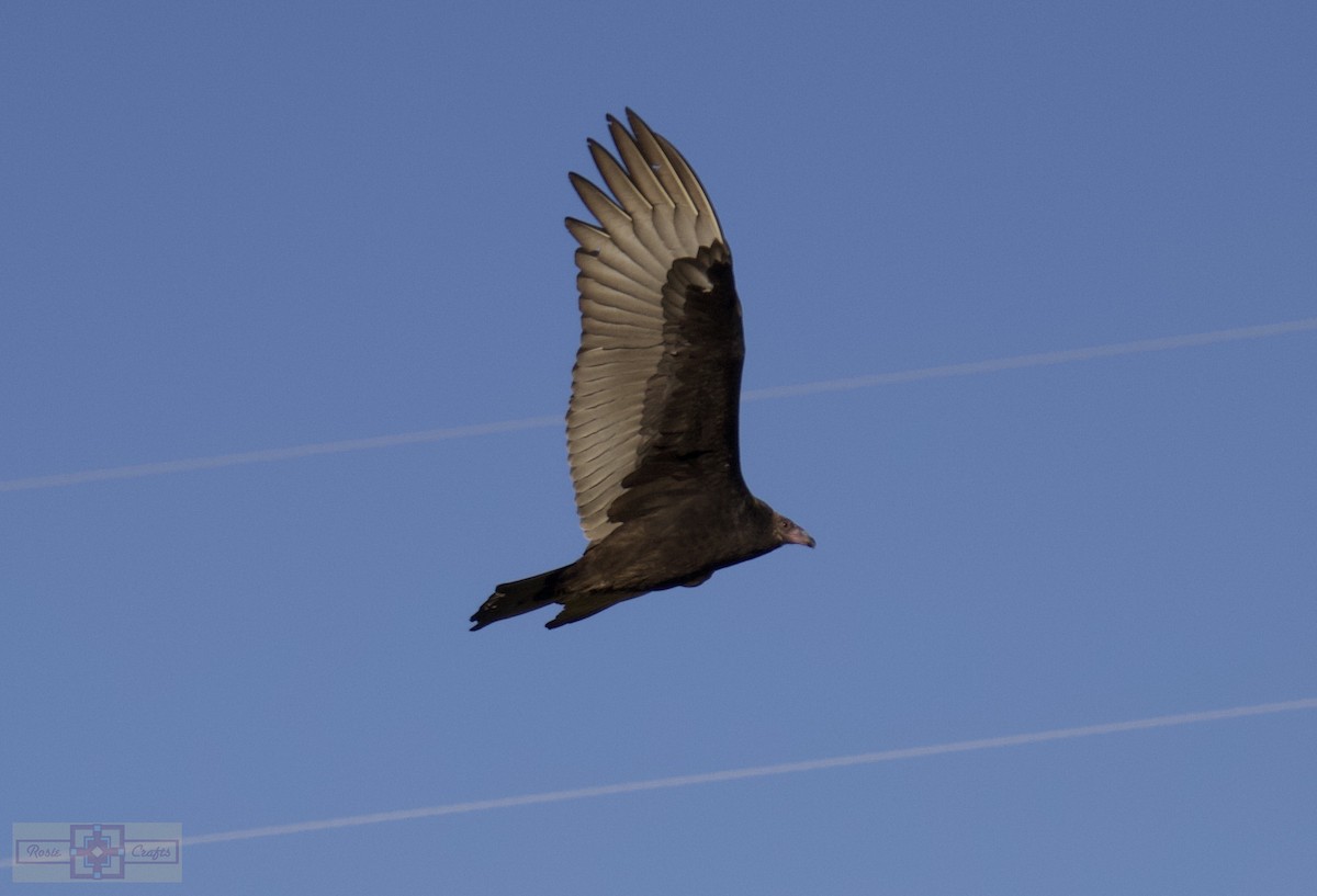Black Vulture - ML644829916