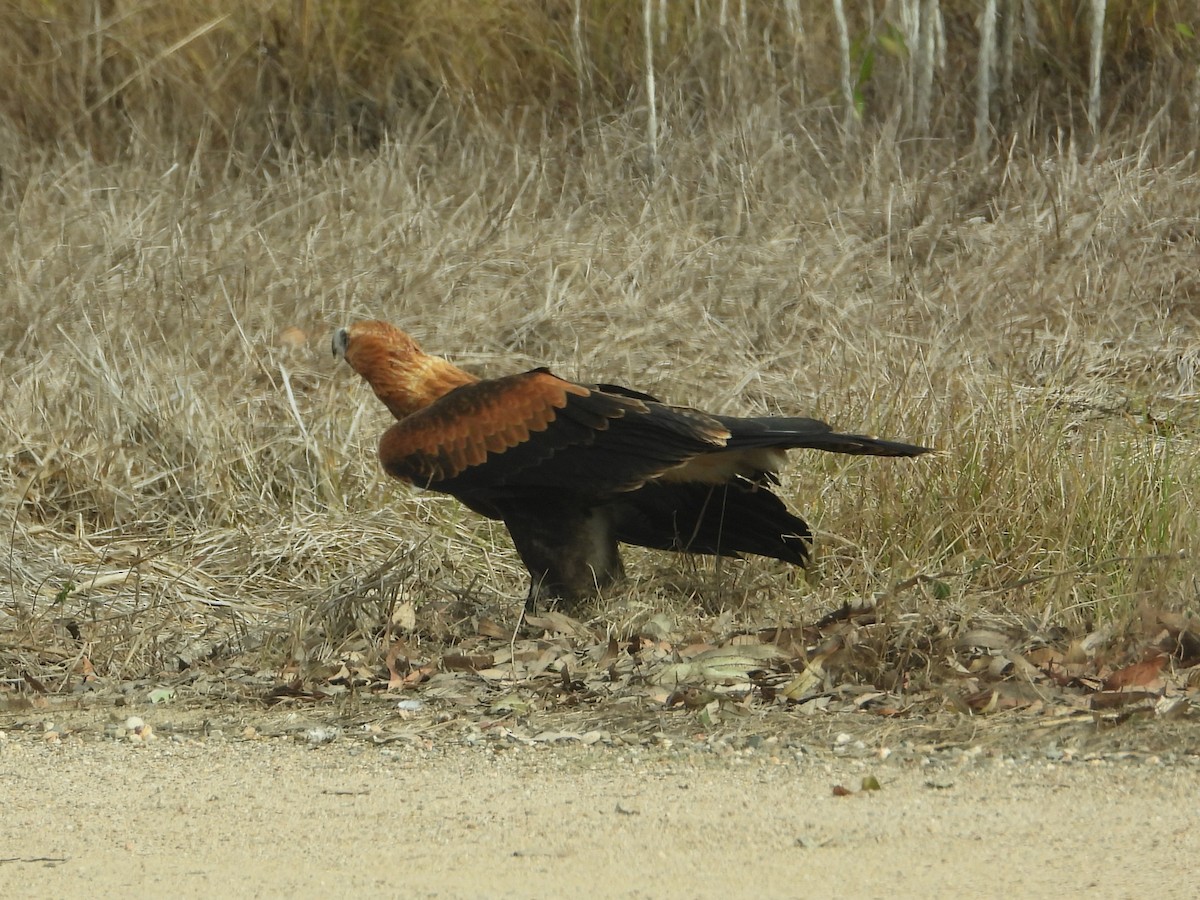 Wedge-tailed Eagle - ML644829918