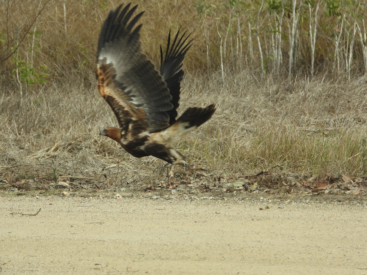 Wedge-tailed Eagle - ML644829919