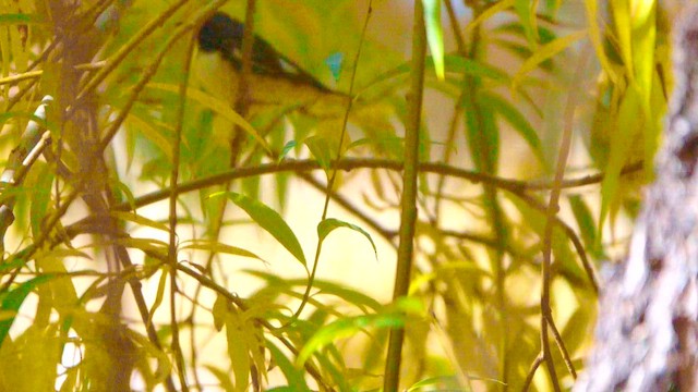 Black-throated Blue Warbler - ML644829923