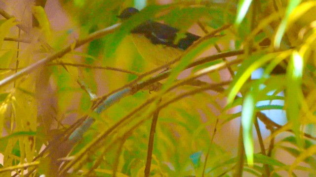 Black-throated Blue Warbler - ML644829928