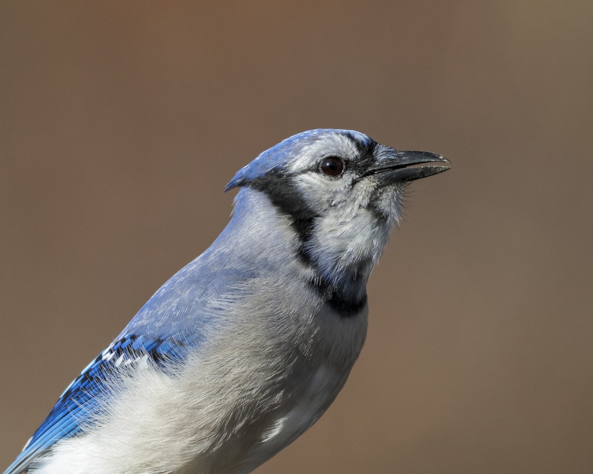 Blue Jay - ML644829944