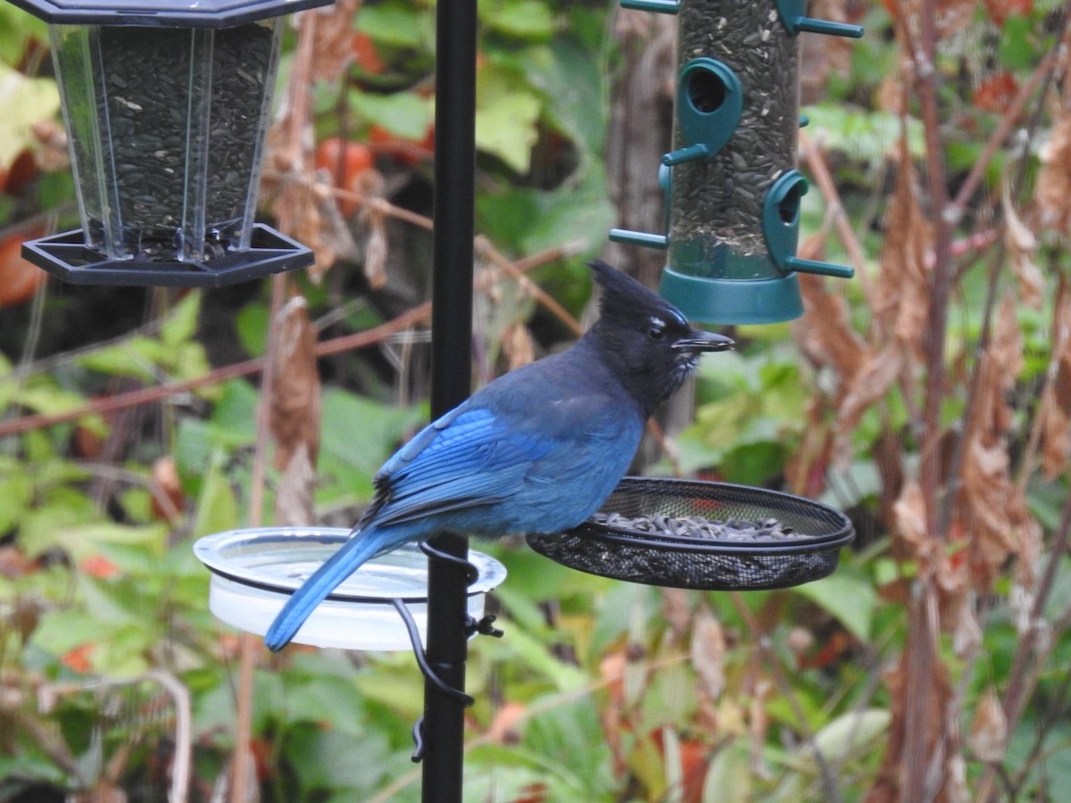 Chara de Steller - ML644829948