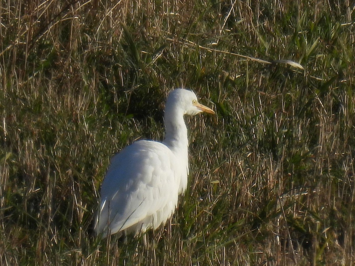 Western Cattle-Egret - ML644829949