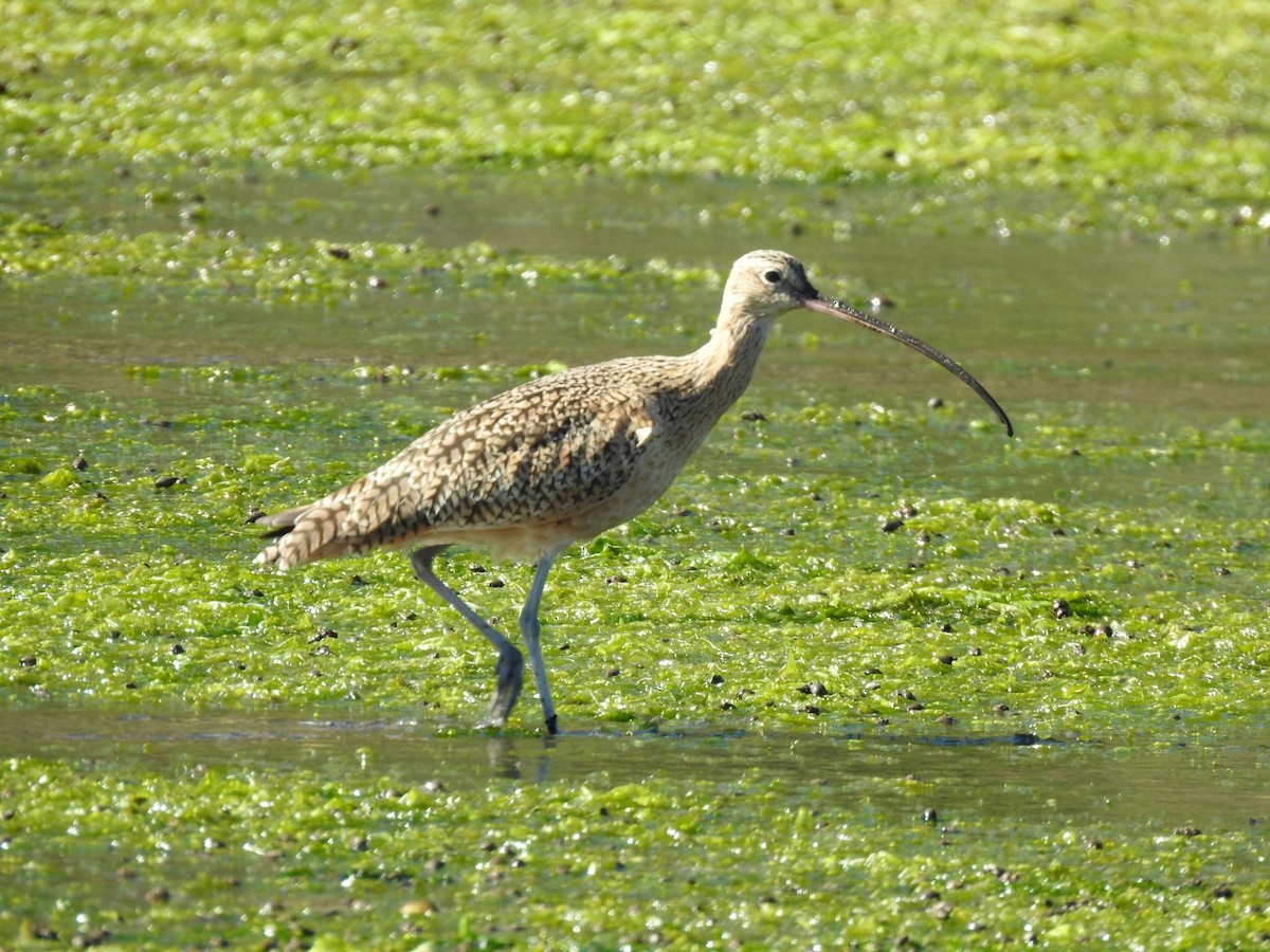 Hudsonian/Eurasian Whimbrel - ML644829983