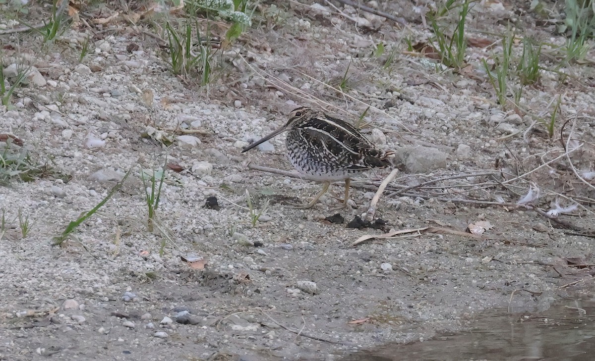 Wilson's Snipe - ML644829986