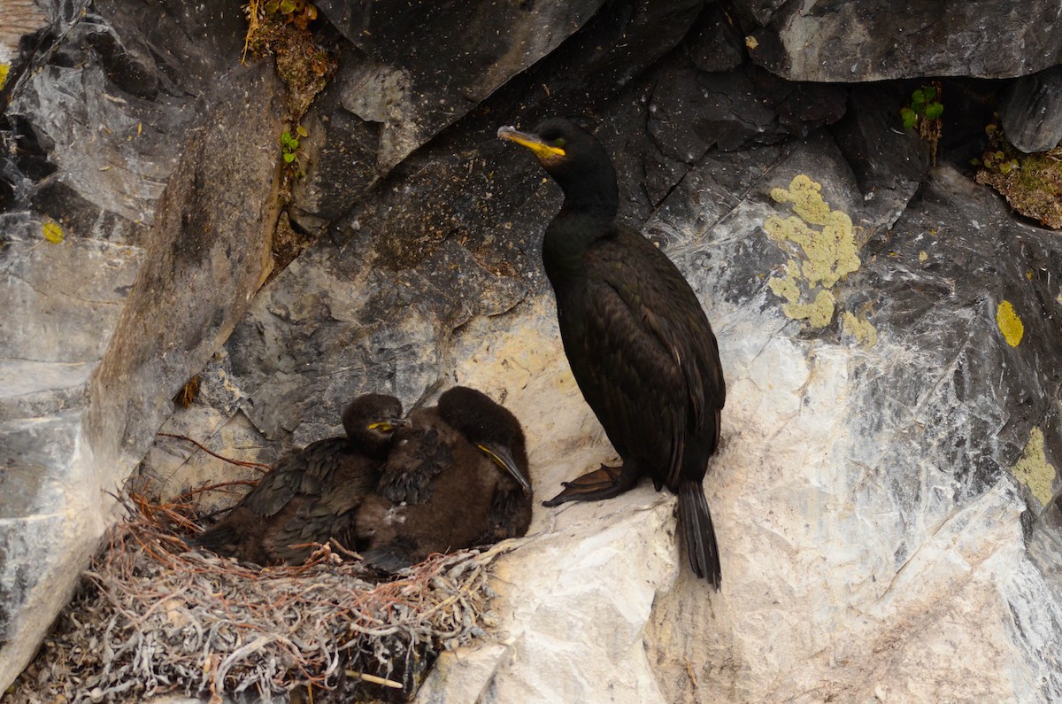 European Shag - ML644829995