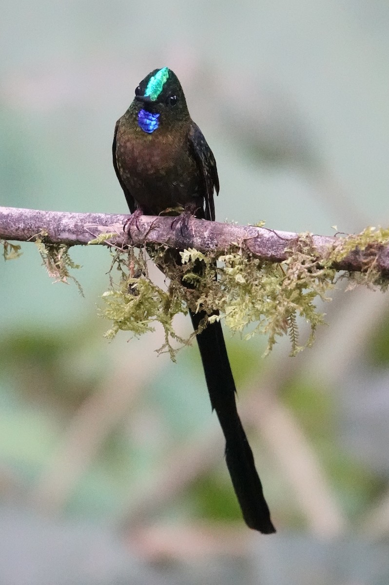 sylfa fialovoocasá - ML644829997