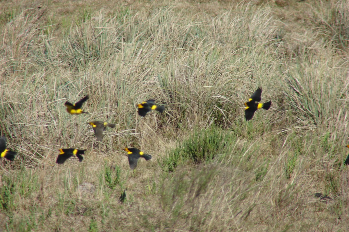 Saffron-cowled Blackbird - ML644829999