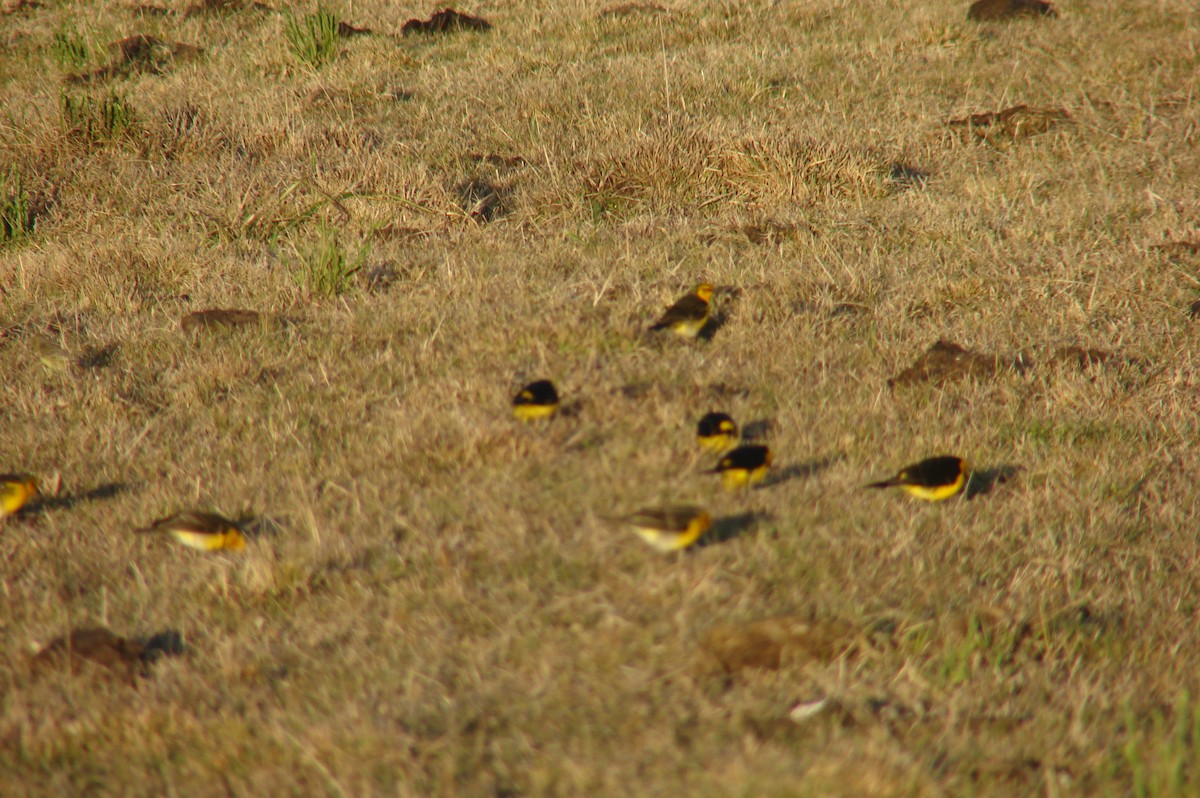 Saffron-cowled Blackbird - ML644830000
