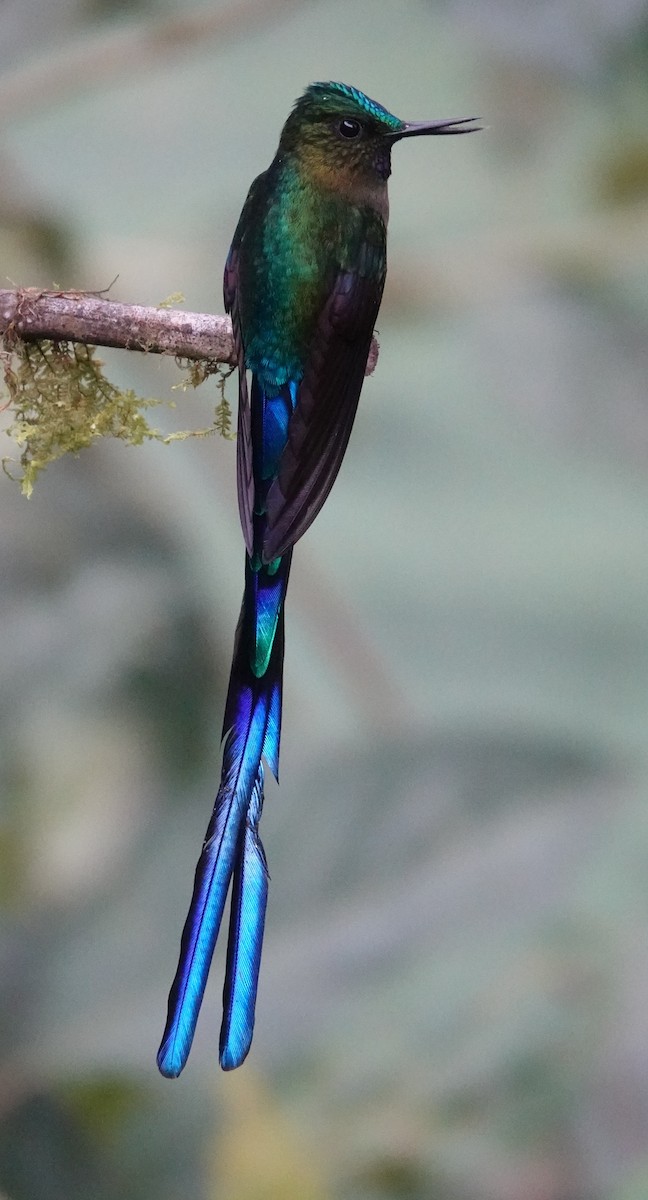 sylfa fialovoocasá - ML644830001