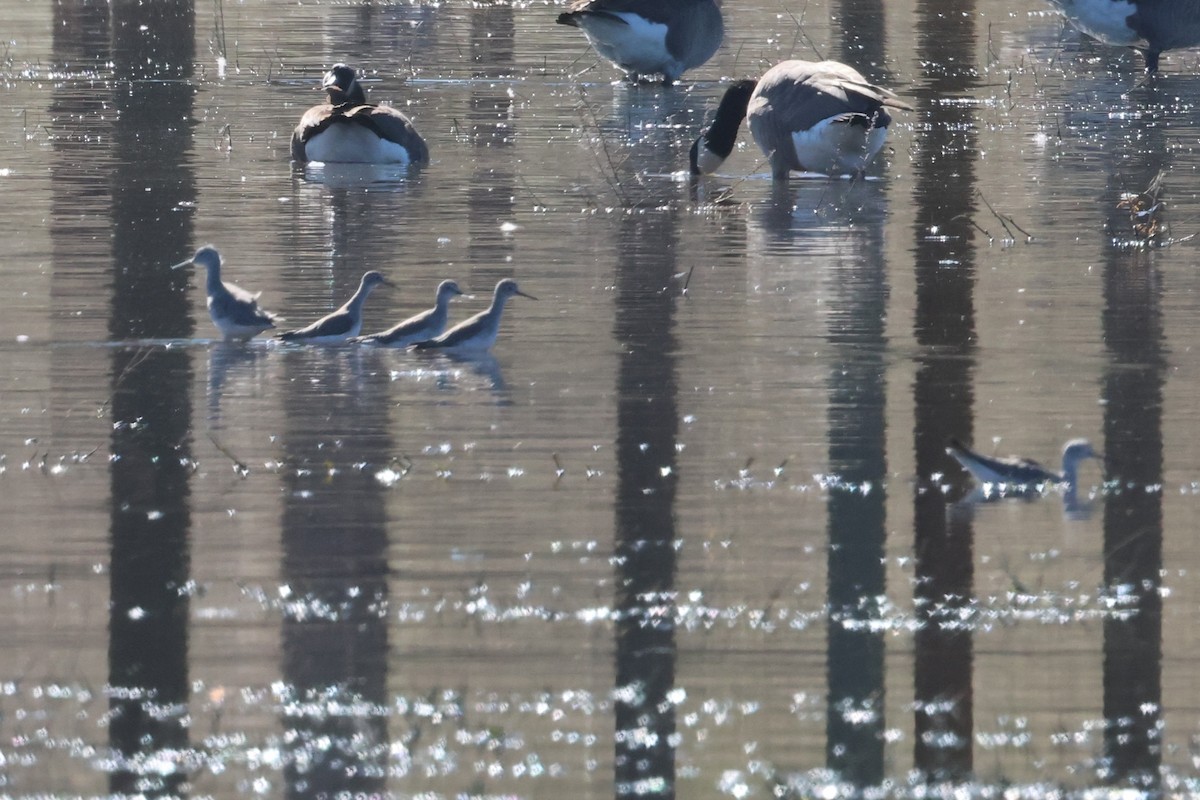 Lesser Yellowlegs - ML644830002