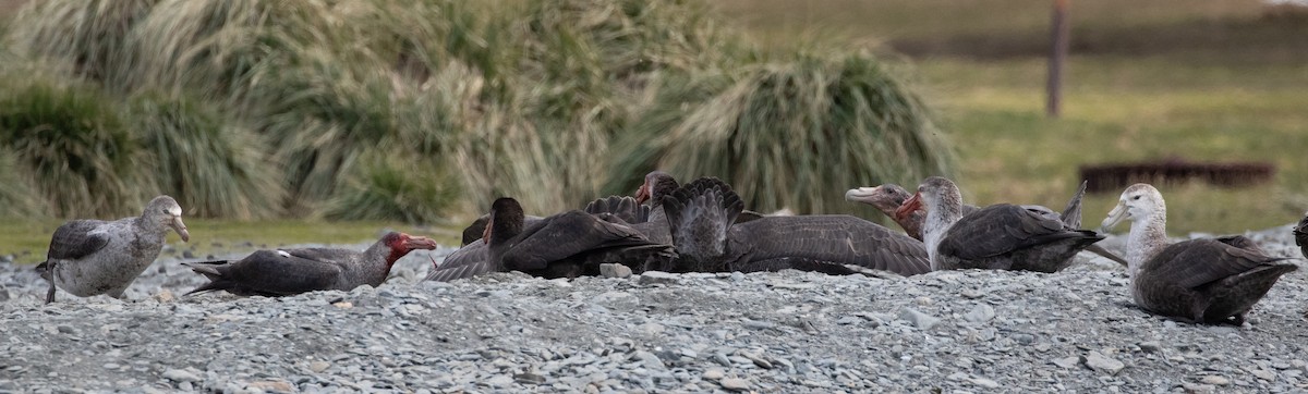 Southern Giant-Petrel - ML644830003