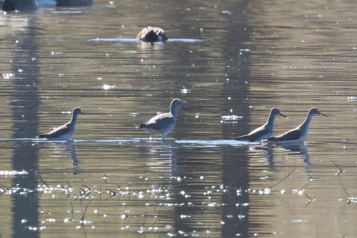Lesser Yellowlegs - ML644830011
