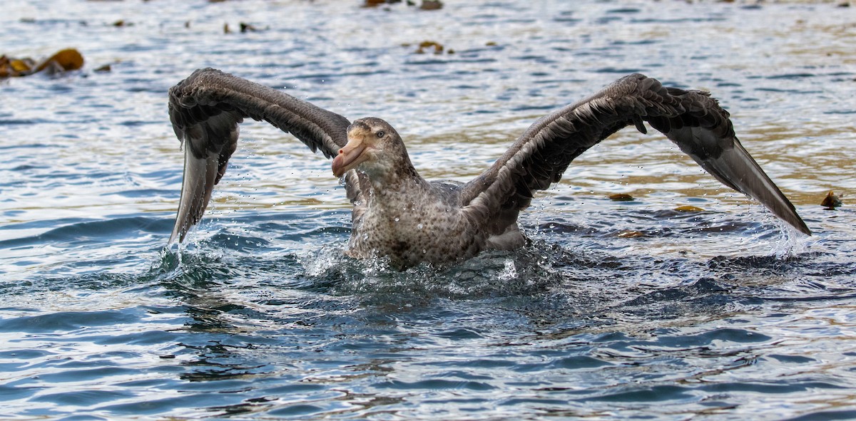 Northern Giant-Petrel - ML644830035
