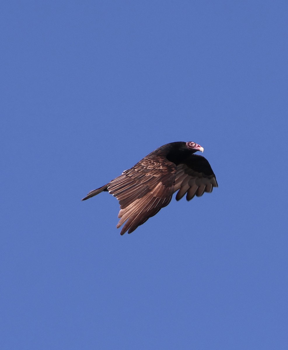 Turkey Vulture (Northern) - ML644830047
