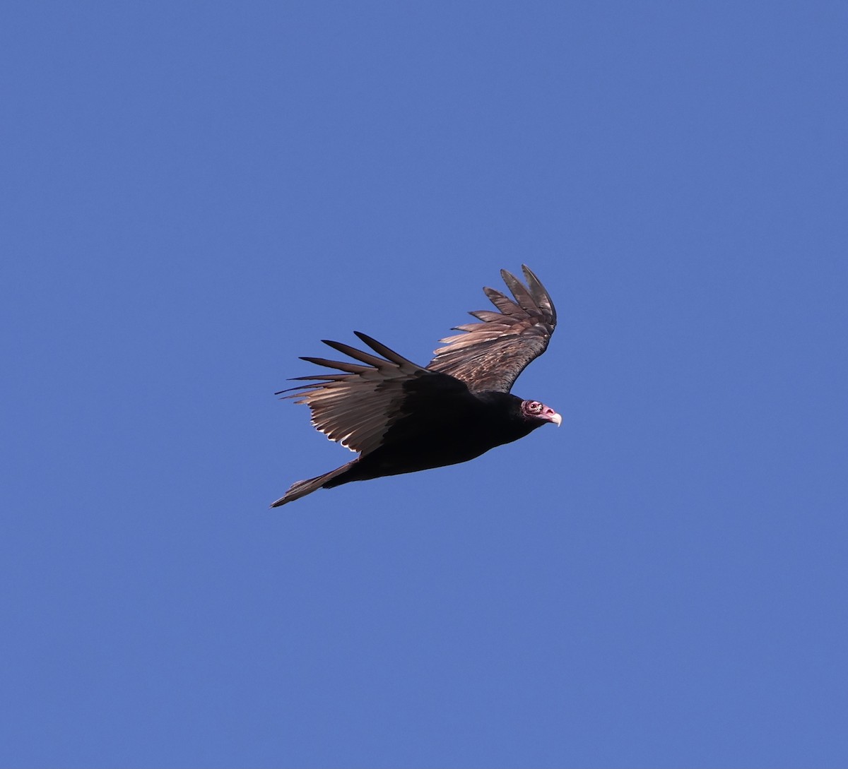 Turkey Vulture (Northern) - ML644830048