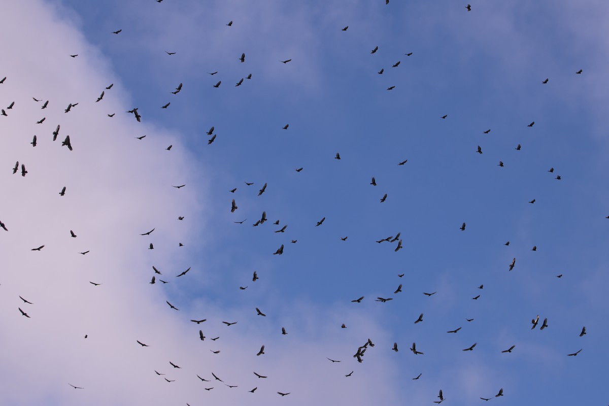 Turkey Vulture (Northern) - ML644830049