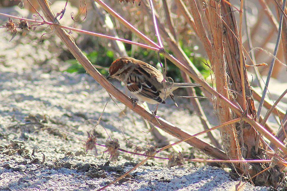 American Tree Sparrow - ML644830052