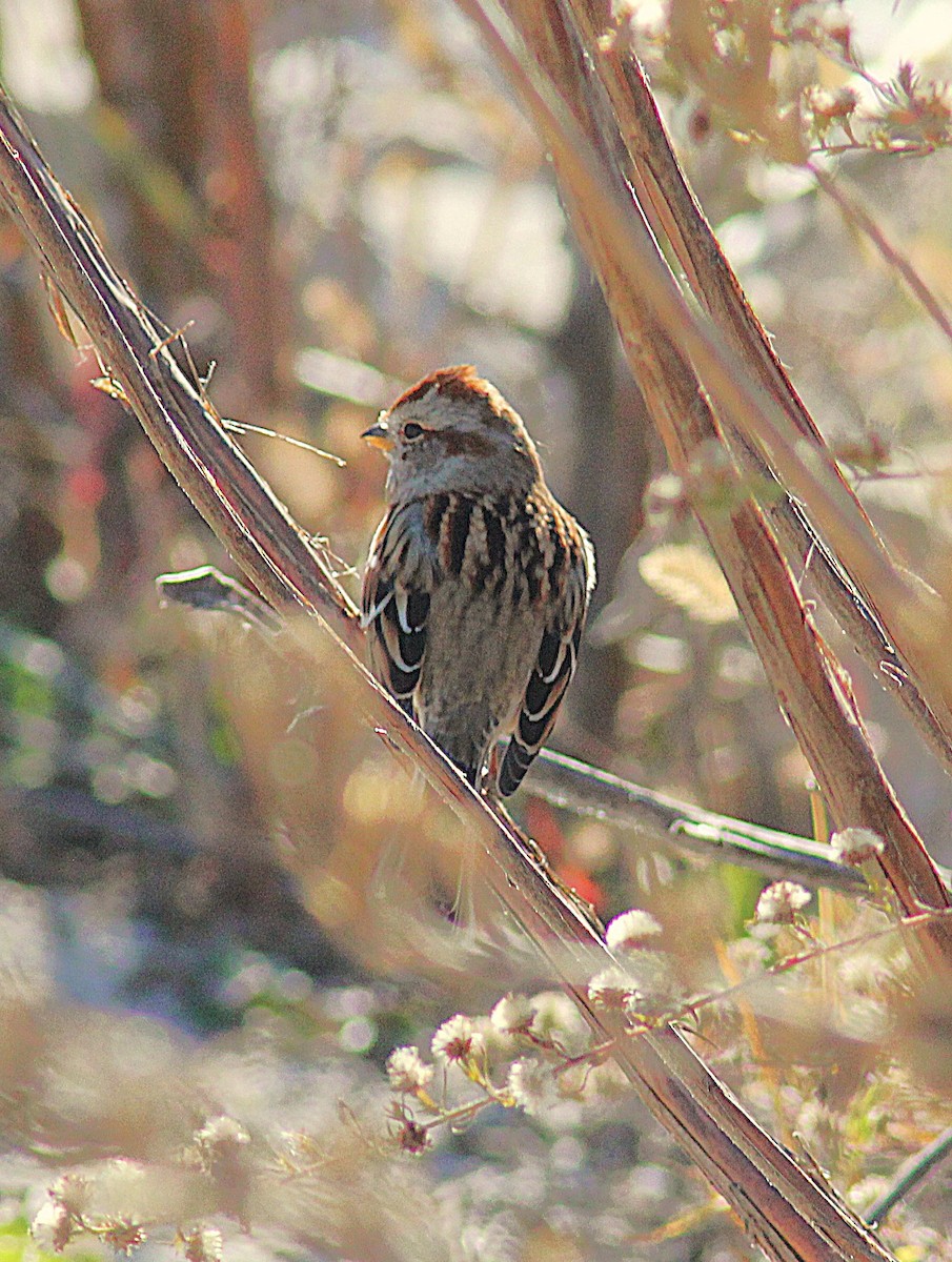 American Tree Sparrow - ML644830054