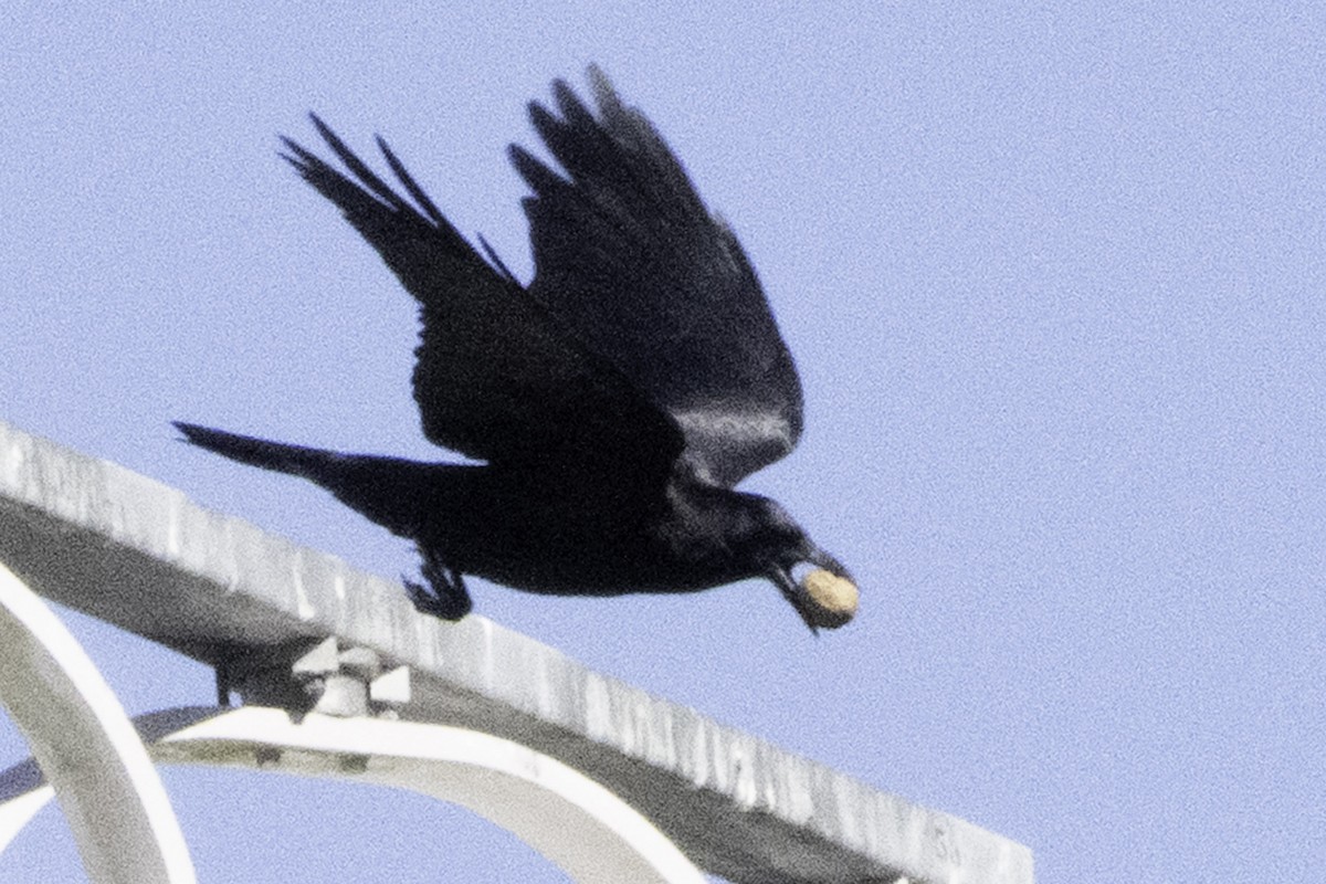 American Crow - ML644830068