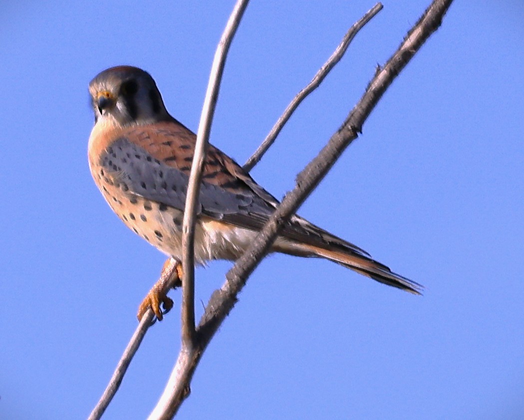 Боривітер американський - ML644830082