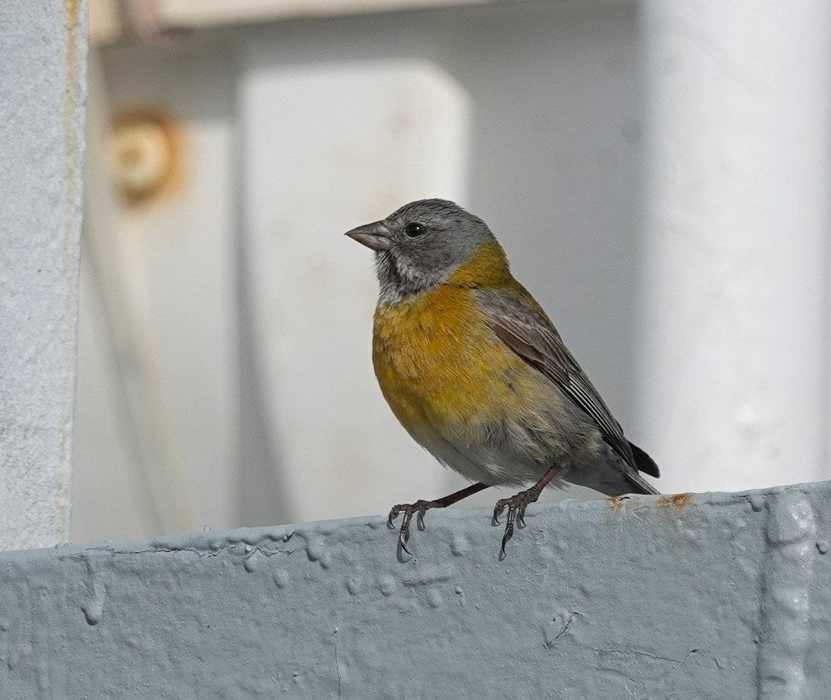 Gray-hooded Sierra Finch - ML644830087