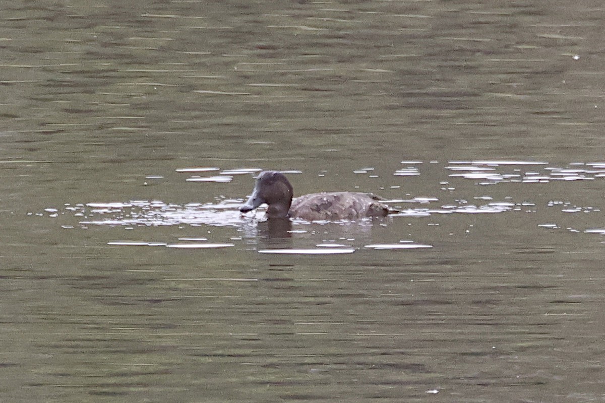 Hardhead - ML644830088