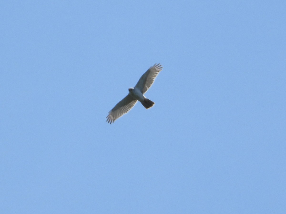 Gray Goshawk - ML644830090