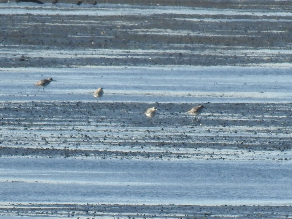 ダイゼン - ML644830094