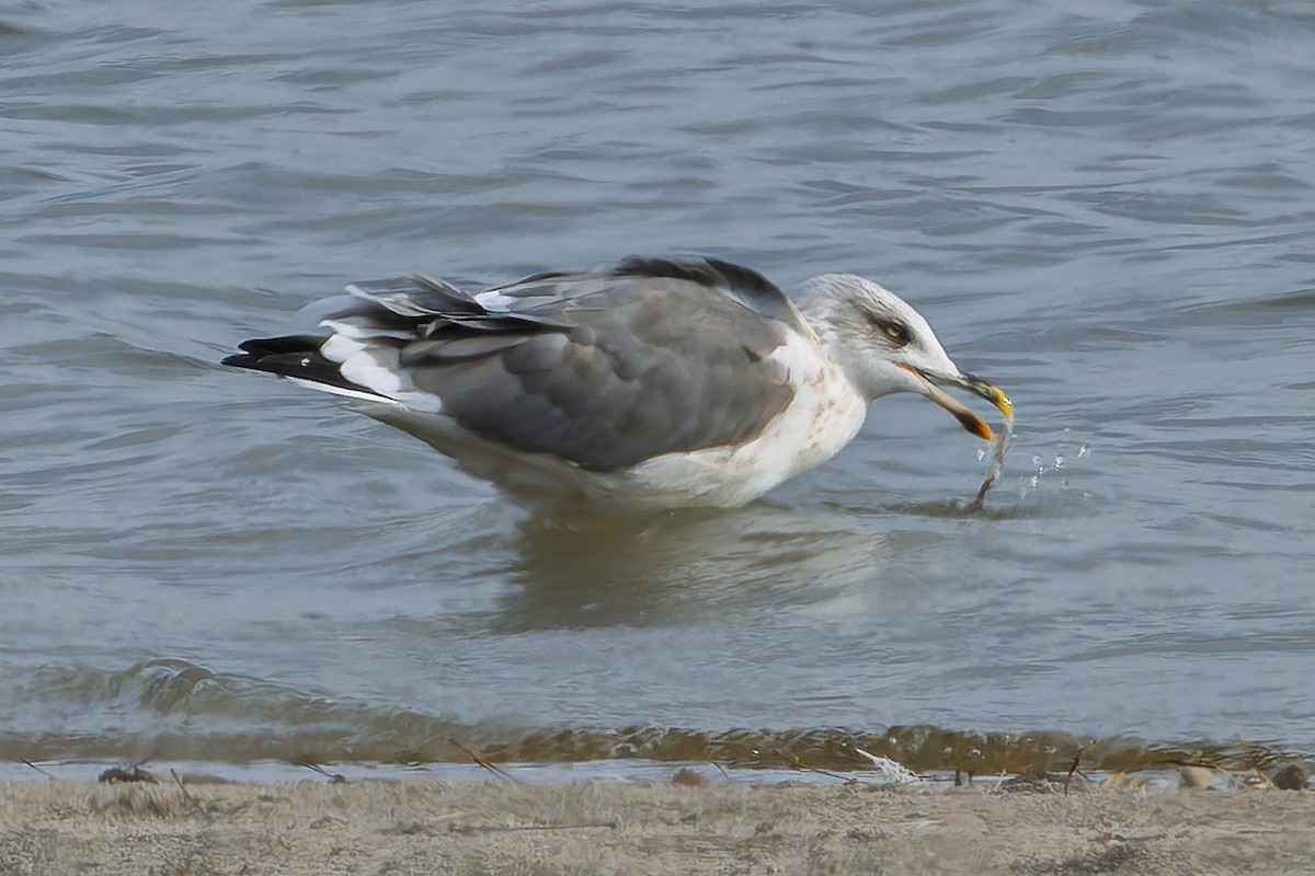 Lesser Black-backed Gull - ML644830096