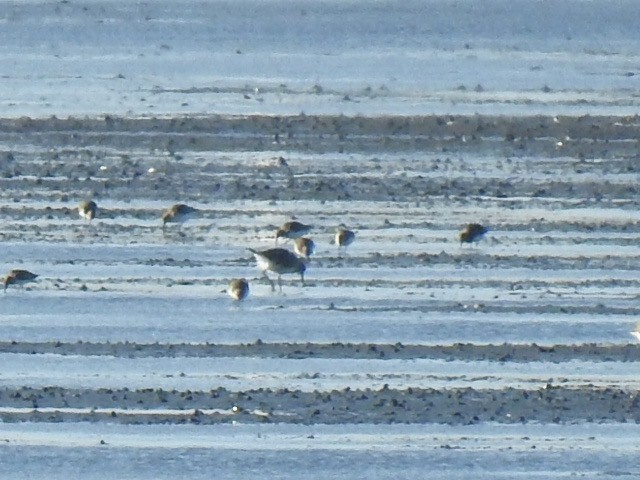 Исландский песочник - ML644830101