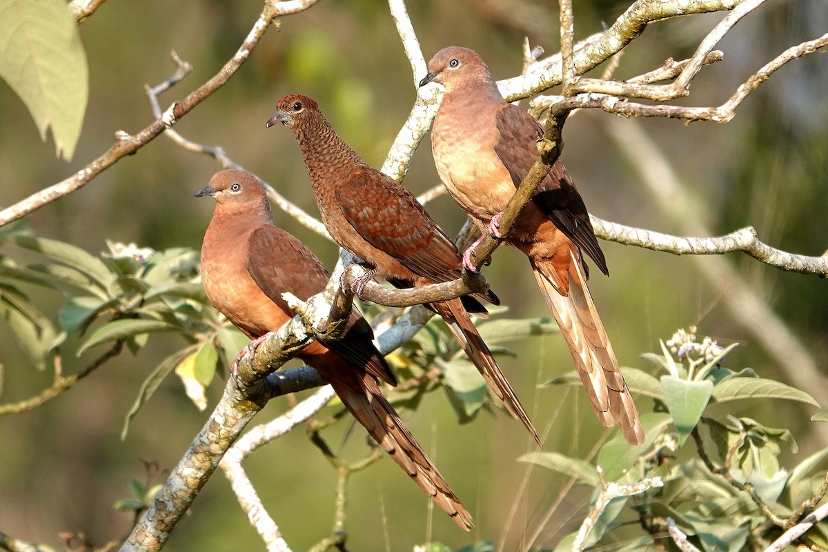 Phasianelle brune - ML644830114