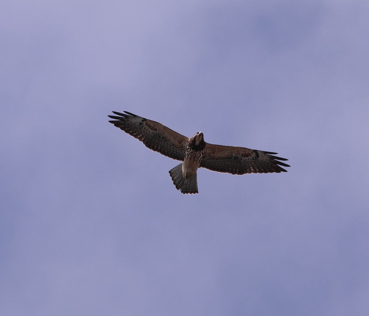 Swainson's Hawk - ML644830123