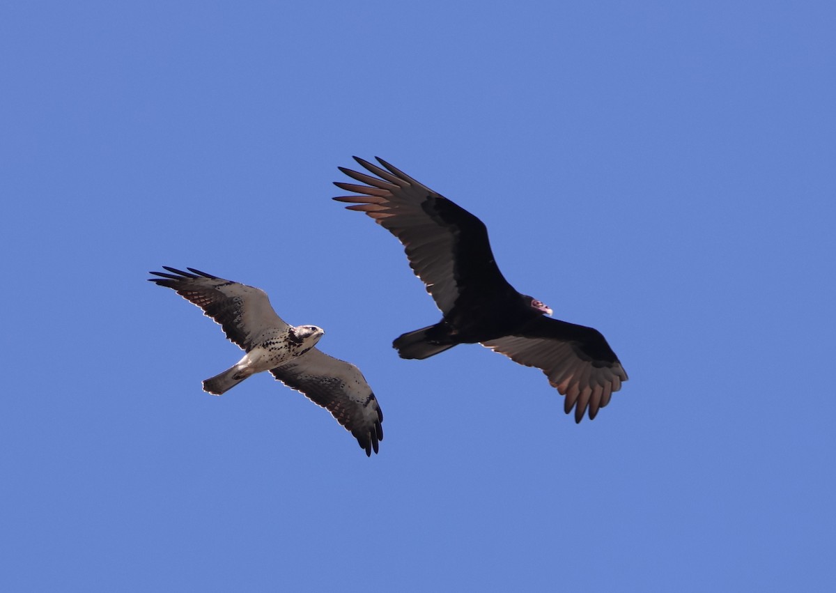 Swainson's Hawk - ML644830124