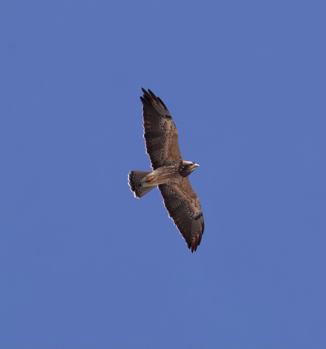 Swainson's Hawk - ML644830125