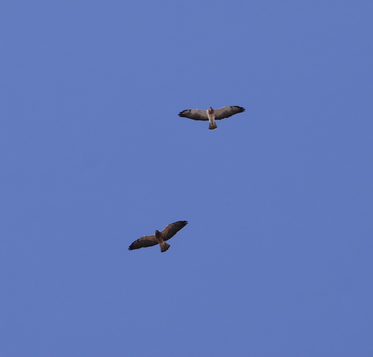 Swainson's Hawk - ML644830127