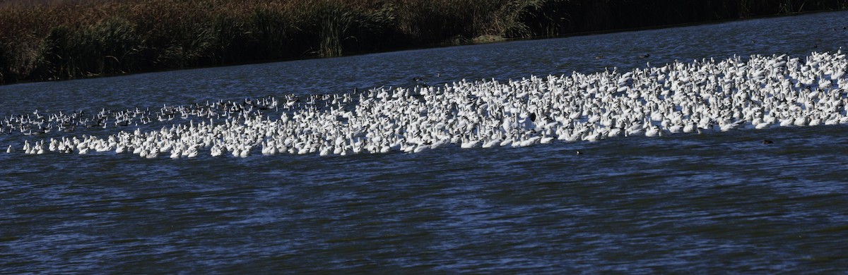 Гуска біла - ML644830138