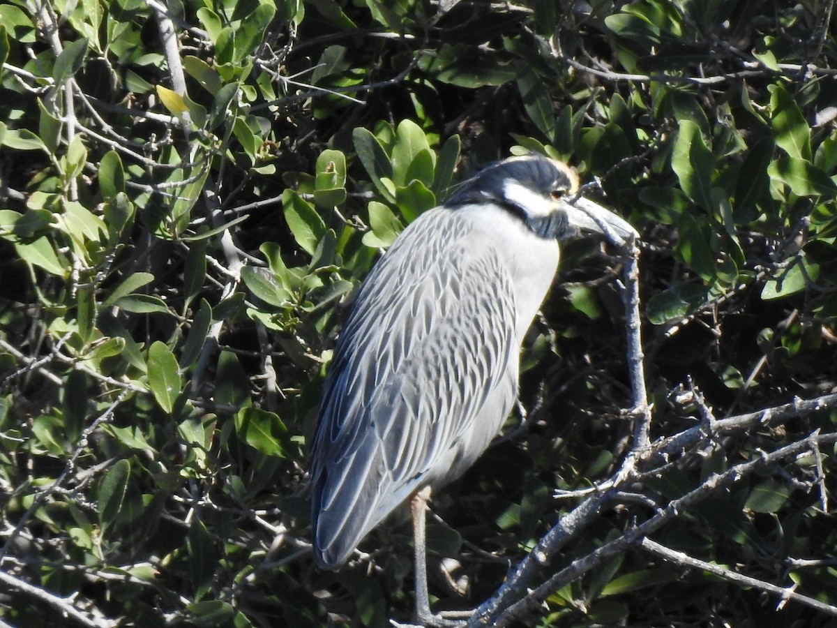 Квак чорногорлий - ML644830141