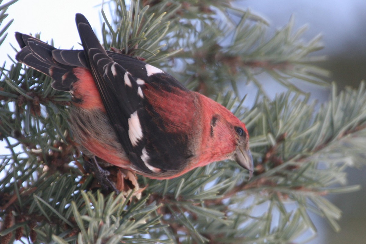 båndkorsnebb - ML644830143