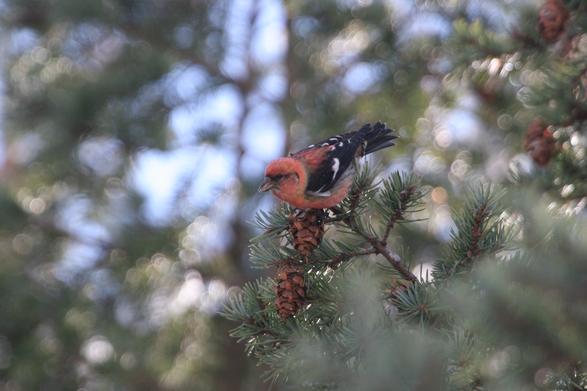 båndkorsnebb - ML644830144